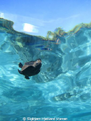 A baby turtle that just got of the beach. Lucky for me I ... by Sigbjørn Hjetland Vorren 